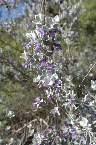 Image of Leucophyllum Ambiguum (Leucophyllum ambiguum) by (c) Leonardo O. Alvarado Cárdenas, some rights reserved (CC BY)