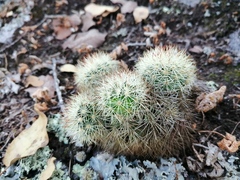 Mammillaria densispina