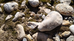Lycosidae