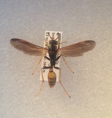 Mischocyttarus navajo
