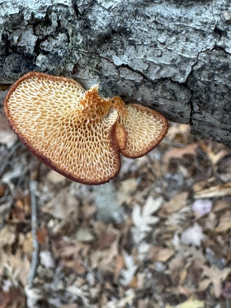 Neofavolus americanus · November 2025 · photo: © gwt2102 (iNaturalist, cc-by-nc)