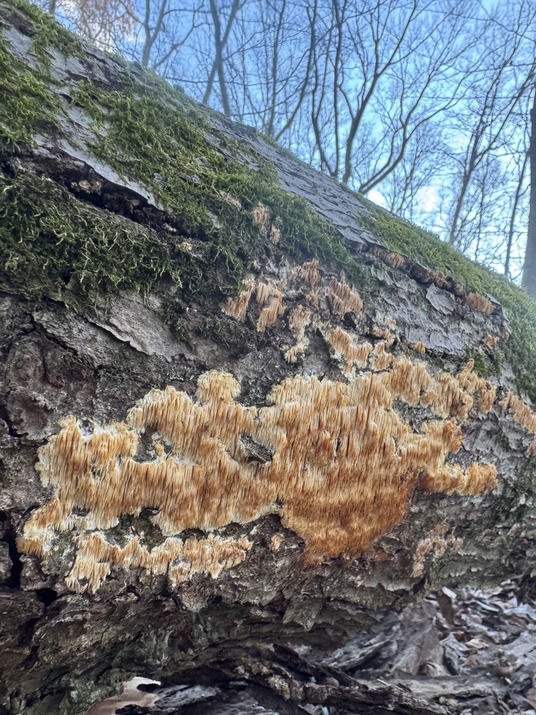 Radulomyces copelandii · November 2025 · photo: © gwt2102 (iNaturalist, cc-by-nc)