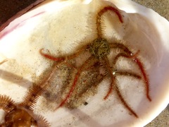 Ophiothrix