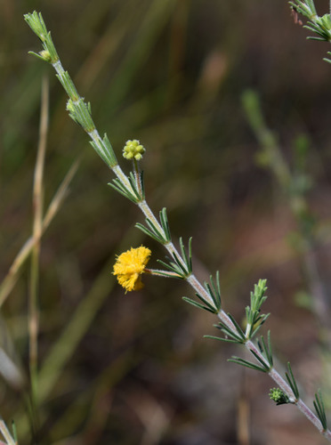 Acacia galioides observed 2025-08-18