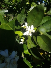 Citrus × aurantium