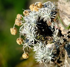 Helichrysum galpinii
