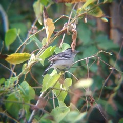 Thamnophilus pelzelni