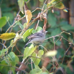 Thamnophilus pelzelni