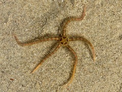 Ophiothrix