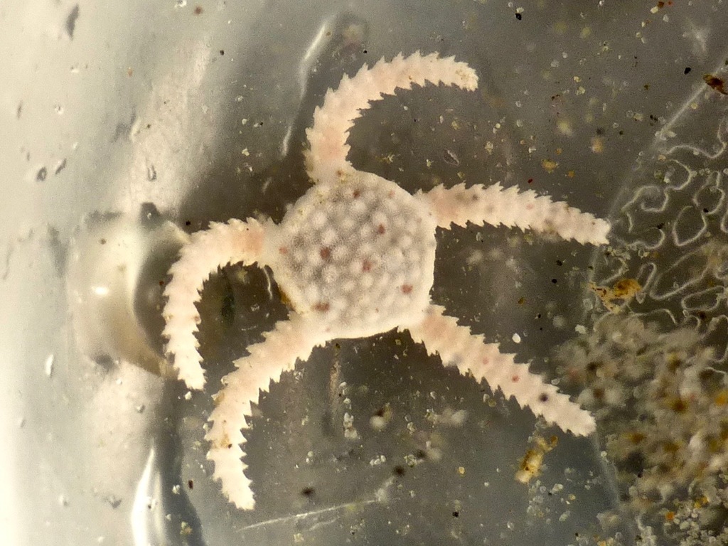 Ophioncus