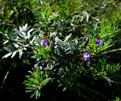 Psoralea platyphylla