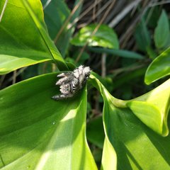 Phidippus bidentatus