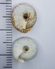 Xeroplexa arrabidensis