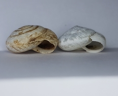 Xeroplexa arrabidensis