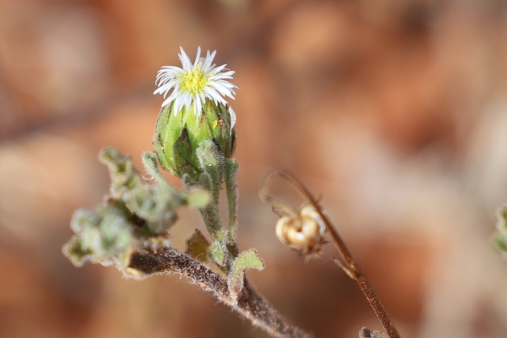 Dichromochlamys dentatifolia