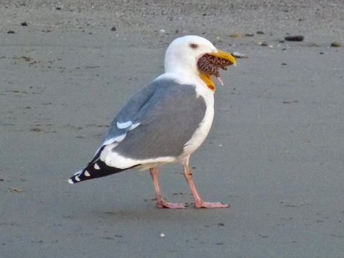 Western Gull