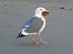 Western Gull photo 4