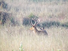 Rucervus duvaucelii