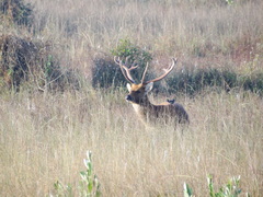 Rucervus duvaucelii