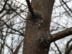 Coccoidea