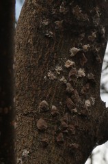 Coccoidea