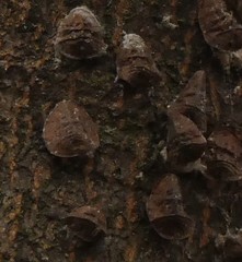 Coccoidea