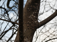 Coccoidea