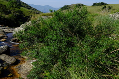 Psoralea platyphylla