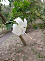Hibiscus rosa-sinensis