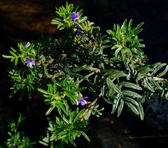 Psoralea platyphylla