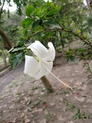 Hibiscus rosa-sinensis