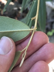 Quadrella odoratissima