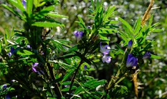 Psoralea platyphylla