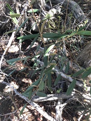 Quadrella odoratissima