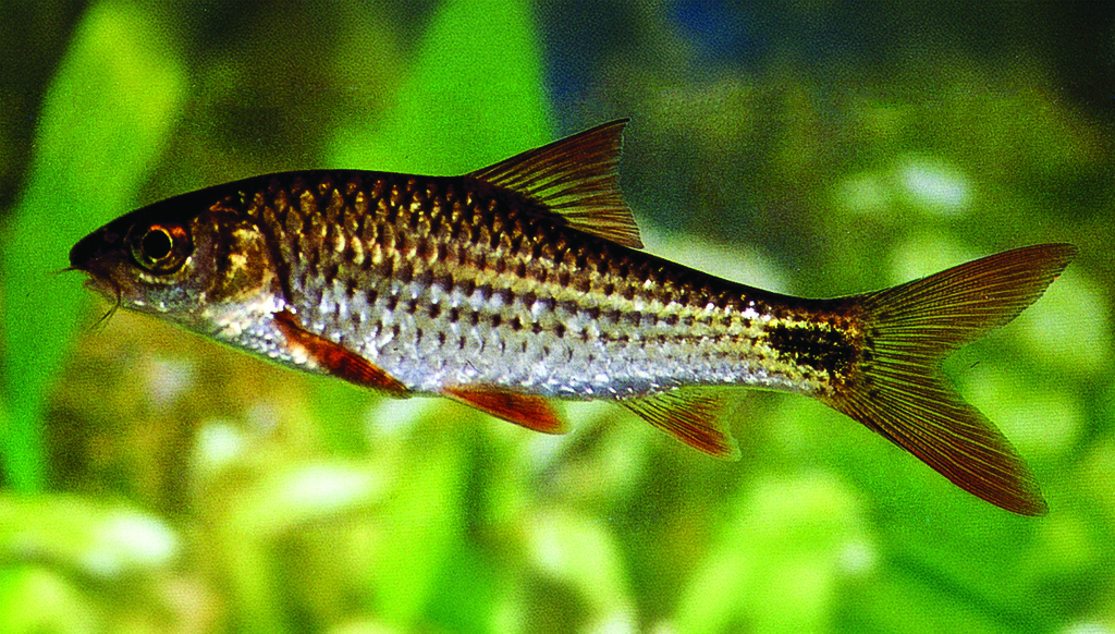 Martenstyn's barb (Systomus martenstyni) — Cyprinidae