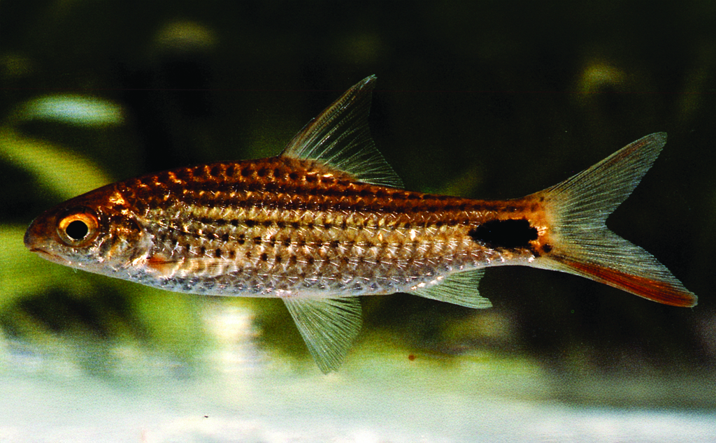 Asoka Barb