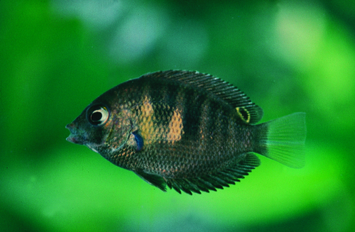 Canara pearlspot (Etroplus canarensis) — Cichlidae