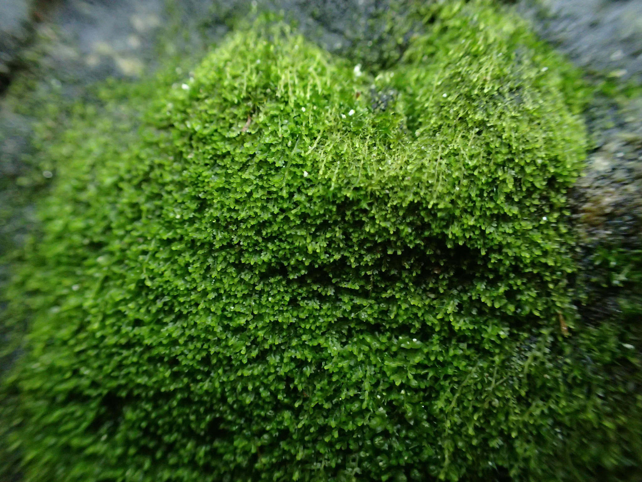 Mesoptychia turbinata