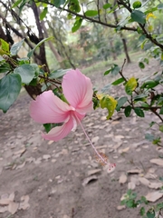 Hibiscus rosa-sinensis
