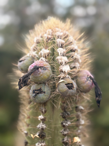 Pilosocereus jamaicensis