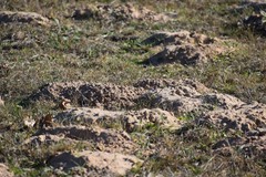 Geomys attwateri