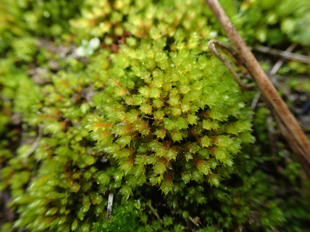 Crimson-tuber Bryum