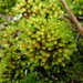 Crimson-tuber Bryum - Photo (c) George Greiff, some rights reserved (CC BY-NC), uploaded by George Greiff