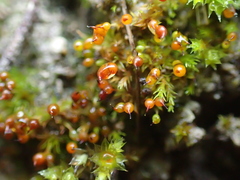 Microbryum rectum