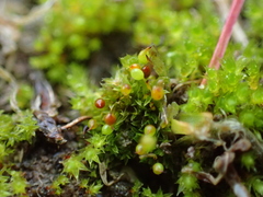 Microbryum rectum