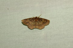 Metarranthis angularia