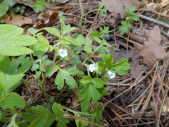Phacelia ranunculacea