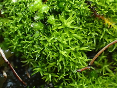 Trichostomum brachydontium