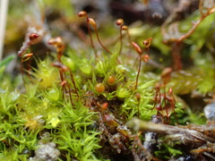 Fissidens incurvus