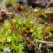Short-leaved Pocket-Moss - Photo (c) George Greiff, some rights reserved (CC BY-NC), uploaded by George Greiff